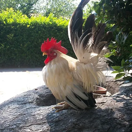 Agrifarm