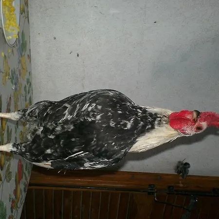 Agrifarm Калольциокорте