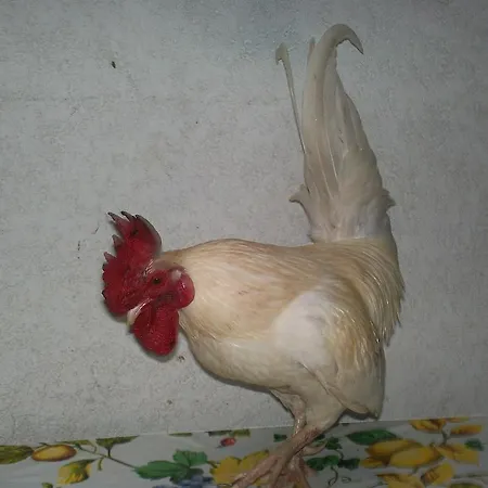 Agrifarm Отель типа 